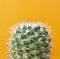 Cactus on Orange backgroundÂ with Copy space for a text ,Front view